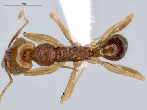 Anochetus inermis specimen ECOFOG-IT14-0145-17 image ecofog-it14-0145-17_1