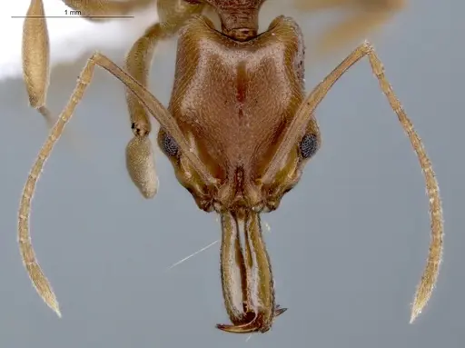 Anochetus inermis specimen ECOFOG-IT14-0145-17 image ecofog-it14-0145-17_2