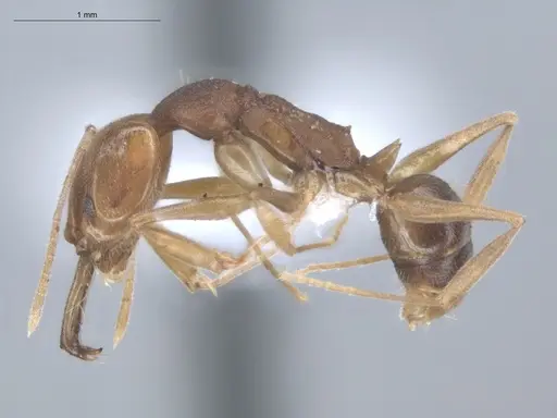 Anochetus inermis specimen ECOFOG-IT14-0145-17 image ecofog-it14-0145-17_3