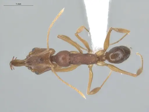 Anochetus inermis specimen ECOFOG-SL13-0003-21 image ecofog-sl13-0003-21_1