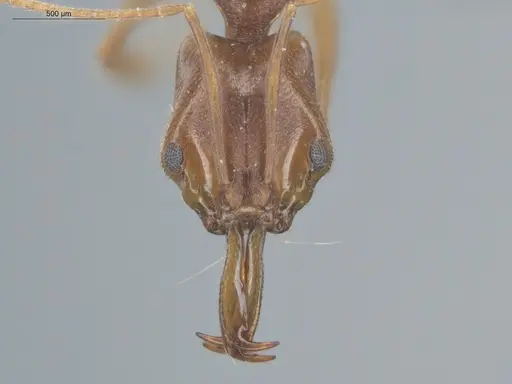 Anochetus inermis specimen ECOFOG-SL13-0003-21 image ecofog-sl13-0003-21_2