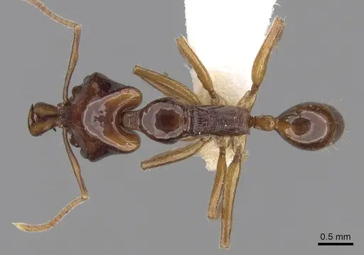 Anochetus isolatus specimen CASENT0281879 image casent0281879_1