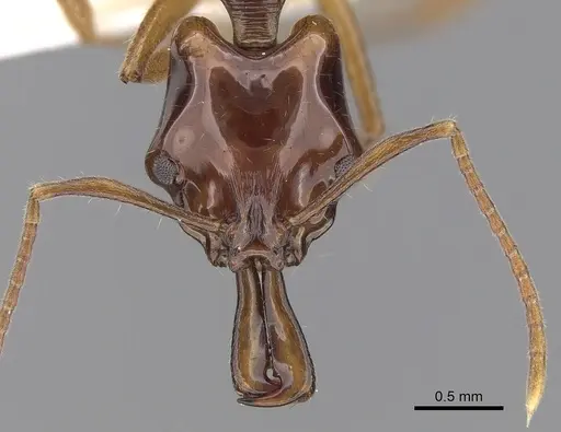Anochetus isolatus specimen CASENT0281879 image casent0281879_2