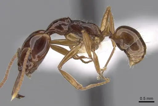 Anochetus isolatus specimen CASENT0281879 image casent0281879_3