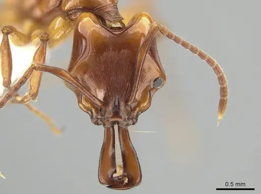 Anochetus isolatus specimen CASENT0650204 image casent0650204_2