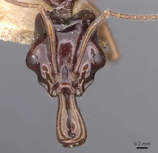 Anochetus isolatus specimen CASENT0907404 image casent0907404_2
