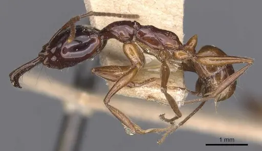 Anochetus isolatus specimen CASENT0907404 image casent0907404_3