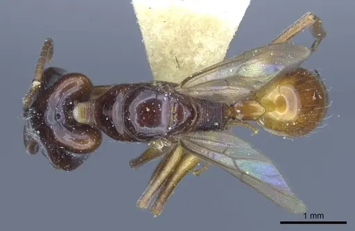 Anochetus isolatus specimen CASENT0916848 image casent0916848_1