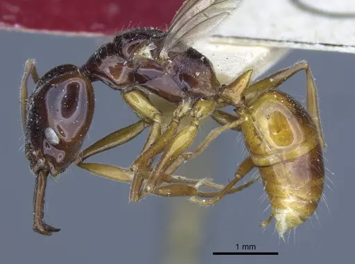 Anochetus isolatus specimen CASENT0916848 image casent0916848_3
