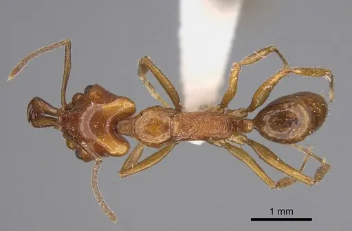 Anochetus isolatus specimen CASENT0923410 image casent0923410_1