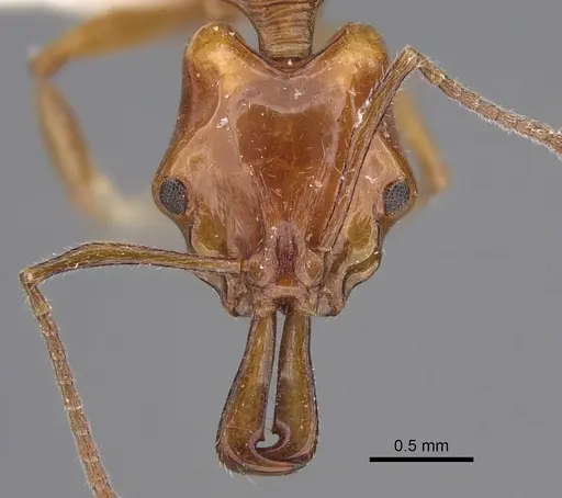 Anochetus isolatus specimen CASENT0923410 image casent0923410_2