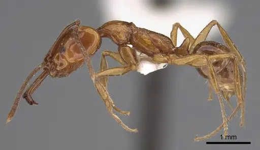 Anochetus isolatus specimen CASENT0923410 image casent0923410_3
