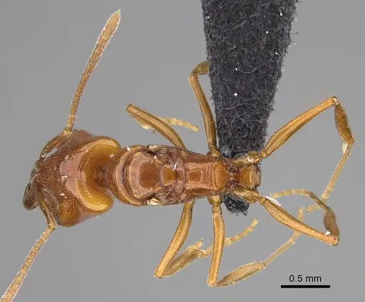 Anochetus katonae specimen CASENT0066876 image casent0066876_1