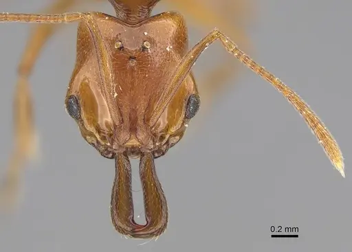 Anochetus katonae specimen CASENT0066876 image casent0066876_2
