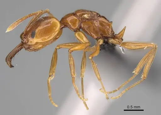Anochetus katonae specimen CASENT0066876 image casent0066876_3