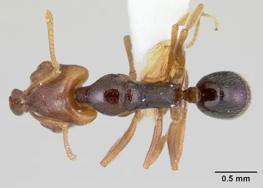 Anochetus katonae specimen CASENT0178258 image casent0178258_1