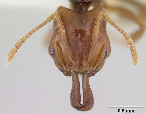 Anochetus katonae specimen CASENT0178258 image casent0178258_2