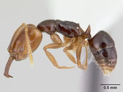 Anochetus katonae specimen CASENT0178258 image casent0178258_3
