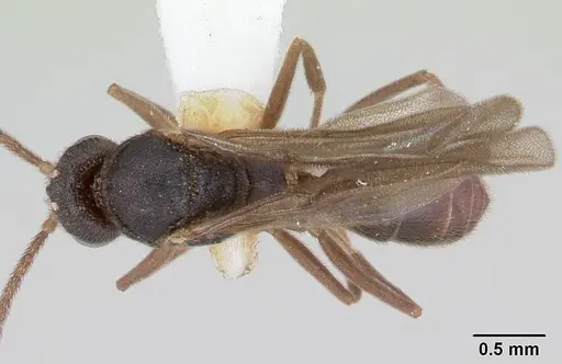 Anochetus katonae specimen CASENT0178259 image casent0178259_1