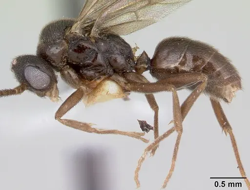 Anochetus katonae specimen CASENT0178259 image casent0178259_4