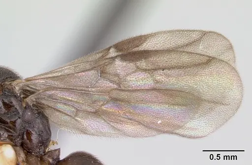 Anochetus katonae specimen CASENT0178259 image casent0178259_5