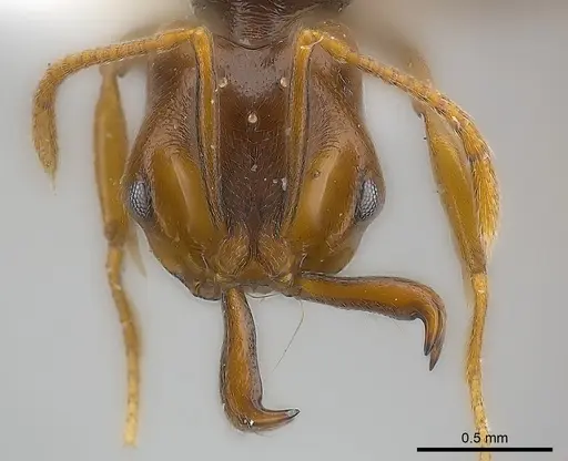 Anochetus katonae specimen CASENT0217177 image casent0217177_2