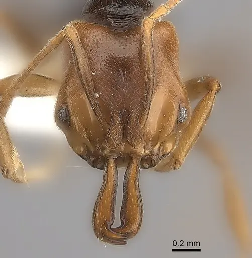 Anochetus katonae specimen CASENT0217178 image casent0217178_2