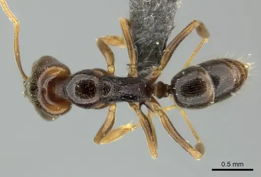 Anochetus katonae specimen CASENT0235358 image casent0235358_1