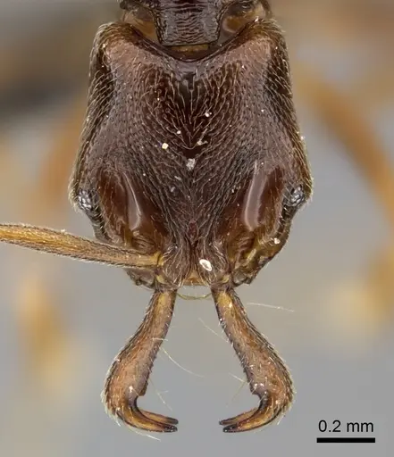 Anochetus katonae specimen CASENT0235358 image casent0235358_2