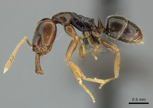 Anochetus katonae specimen CASENT0235358 image casent0235358_4