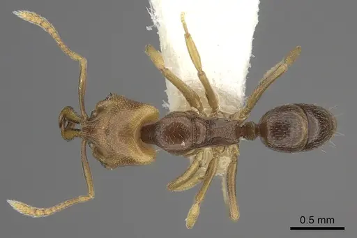 Anochetus katonae specimen CASENT0260497 image casent0260497_1