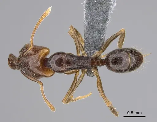 Anochetus katonae specimen CASENT0352837 image casent0352837_1