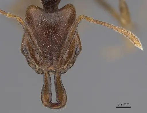 Anochetus katonae specimen CASENT0352837 image casent0352837_2