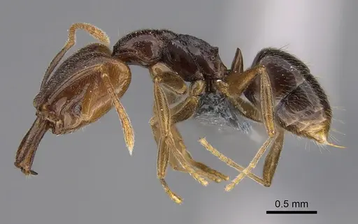 Anochetus katonae specimen CASENT0352837 image casent0352837_3