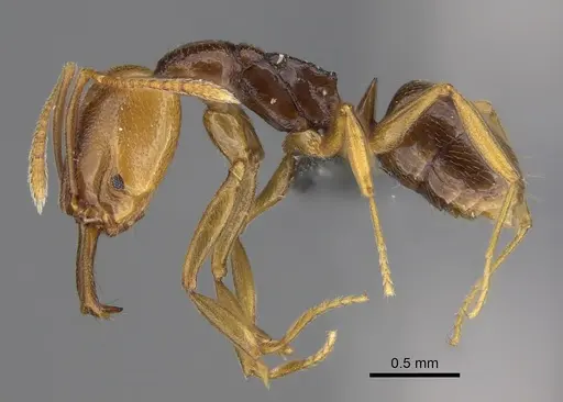 Anochetus katonae specimen CASENT0354305 image casent0354305_1