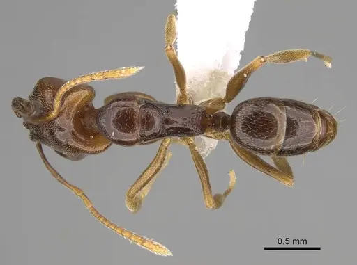 Anochetus katonae specimen CASENT0845777 image casent0845777_1