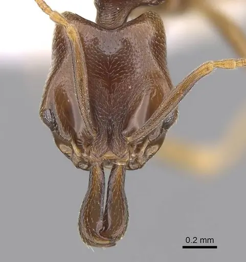 Anochetus katonae specimen CASENT0845777 image casent0845777_2