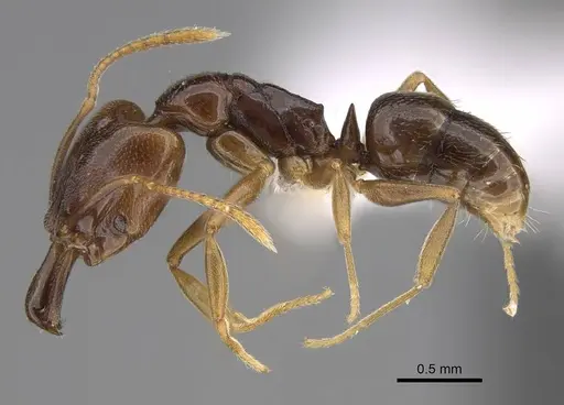 Anochetus katonae specimen CASENT0845777 image casent0845777_3