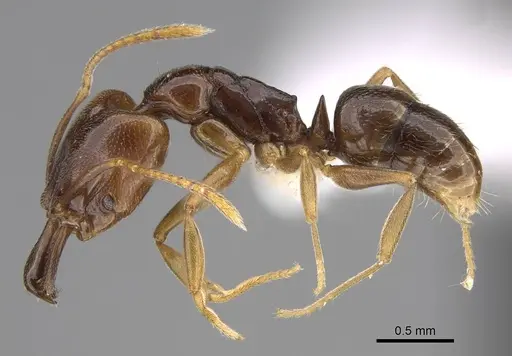 Anochetus katonae specimen CASENT0845777 image casent0845777_4