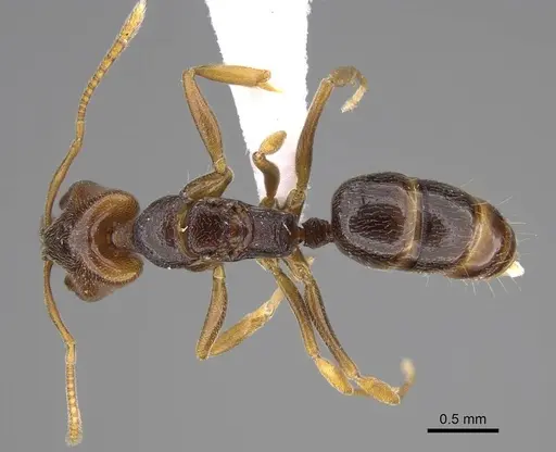 Anochetus katonae specimen CASENT0845778 image casent0845778_1