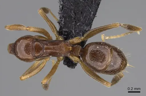 Anochetus katonae specimen CASENT0845820 image casent0845820_1