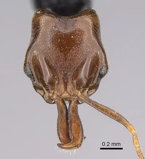 Anochetus katonae specimen CASENT0845820 image casent0845820_2