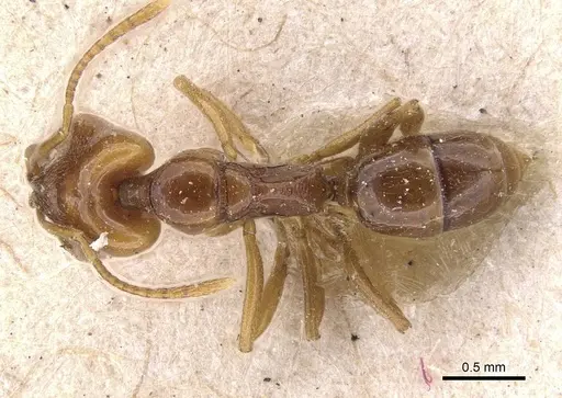 Anochetus katonae specimen CASENT0907401 image casent0907401_1