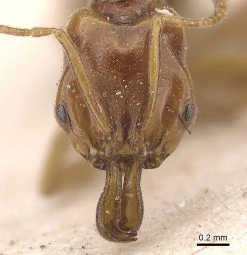 Anochetus katonae specimen CASENT0907401 image casent0907401_2