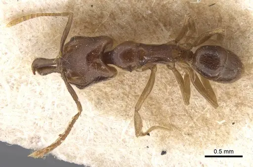 Anochetus katonae specimen CASENT0913748 image casent0913748_1