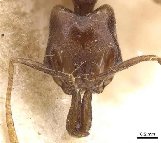 Anochetus katonae specimen CASENT0913748 image casent0913748_2