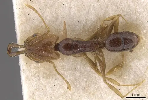 Anochetus katonae specimen CASENT0915157 image casent0915157_1