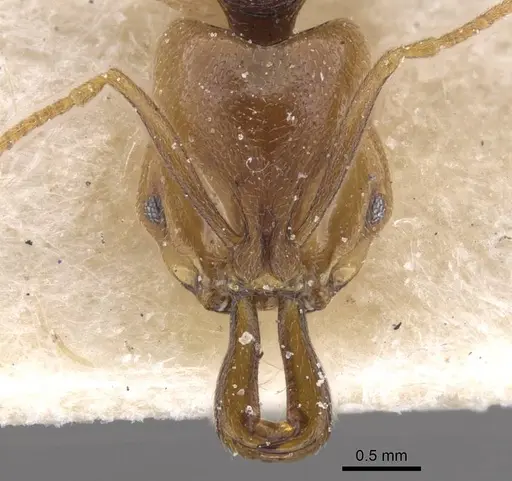 Anochetus katonae specimen CASENT0915157 image casent0915157_2