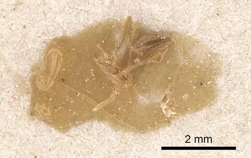 Anochetus katonae specimen CASENT0915158 image casent0915158_1