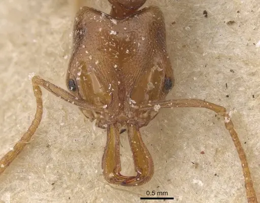 Anochetus katonae specimen CASENT0915160 image casent0915160_2